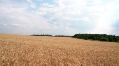 Yaz samanlı tarla havası. Medya. Arkasında orman ve bulutlu gökyüzü olan altın buğday tarlasının üzerinde uçan drone.