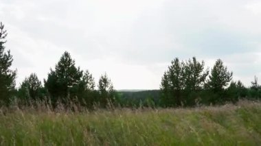 Yaz yeşili çayır ve çam ağaçları. Medya. Tarla çiçekleri ve bulutlu gökyüzü ile yeşil doğa