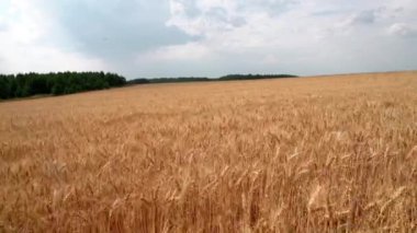 Buğday tarlası, çevre geçmişi. Medya. Tarım kavramı, altın alan