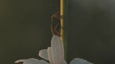 Makro fotoğrafçılıktaki küçük böcekler. Yaratıcı. Çekirgelerin oturduğu ve sineklerin uçtuğu güneşli otlar. Yüksek kalite 4k görüntü