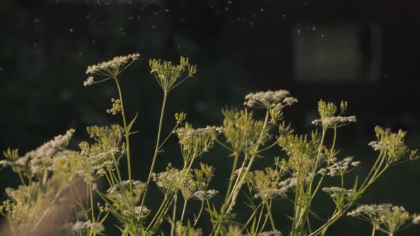 Petits Insectes Macro Photographie Créatif Tiges Herbe Ensoleillées Sur Lesquelles — Video