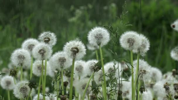 Літній Дощ Луговими Кульбабами Креативний Літній Квітковий Пейзаж Круглими Кульбабами — стокове відео