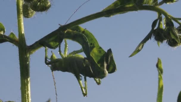 Grüne Heuschrecke Auf Gras Kreativ Heuschrecken Auf Gras Mit Sommerregen — Stockvideo