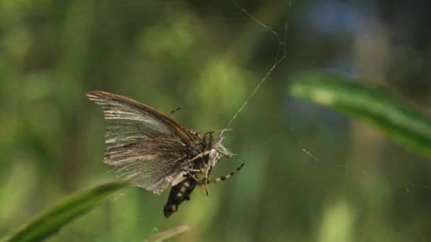 Örümcek Kelebeği Öldürür Yaratıcı Örümcek Ağına Takılmış Kelebek Mücadelesi Yaz — Stok video