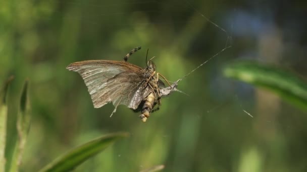 Αράχνη Σκοτώνει Πεταλούδες Δημιουργικό Αγώνας Πεταλούδας Που Πιάστηκε Ιστό Αράχνης — Αρχείο Βίντεο