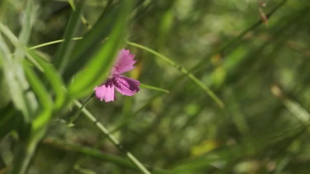 Piękny Liliowy Kwiat Zielonej Trawie Kreatywny Słoneczny Dzień Oświetla Piękne — Wideo stockowe