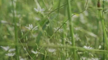 Yeşil çimenlerin arasında hareket. Yaratıcı. Yazın çimenlerin arasından yakın çekim uçuşu. Yaz otlağında yeşil çimenlerin arasında hareket. 