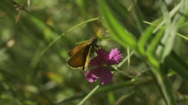 Çimenlerdeki küçük çiçekte kelebek. Yaratıcı. Kelebek çiçekten yeşil çimlerin arasından havalanır. Yaz otlağında çiçeklerin üzerinde güzel bir kelebek. 