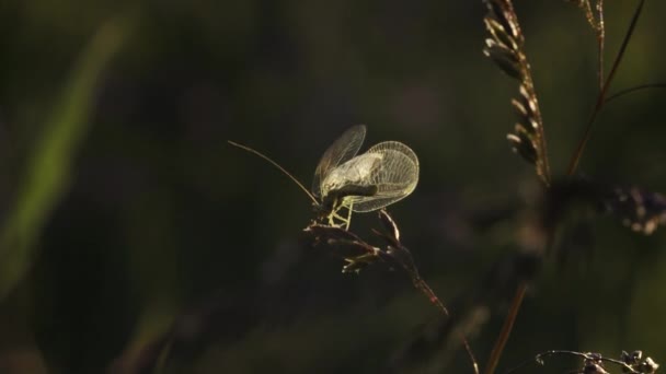 Die Libelle Sitzt Auf Einem Grasrand Kreativ Schönes Insekt Mit — Stockvideo