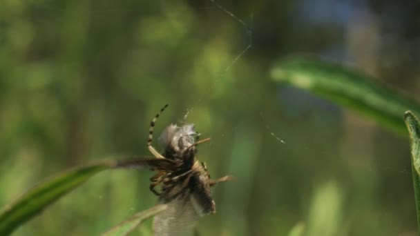 Spider Tue Papillon Créatif Lutte Papillon Pris Dans Toile Araignées — Video