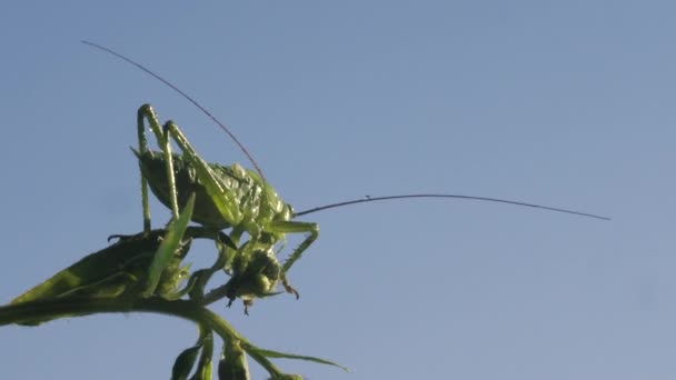 Sauterelle Verte Sur Herbe Créatif Criquets Pèlerins Sur Herbe Avec — Video