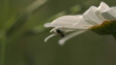 Beyaz çiçek yaprağının üzerindeki böceği kapat. Yaratıcı. Yeşil çimen, yaz çayırı