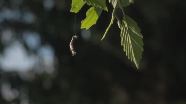 Gros Plan Chenille Insecte Sur Feuille Arbre Vert Créatif Herbe — Video