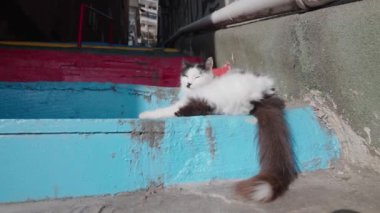 Sokak kedileri. Başla. Güneşli havada dışarıda dinlenen küçük hayvanlar. Yüksek kalite 4k görüntü