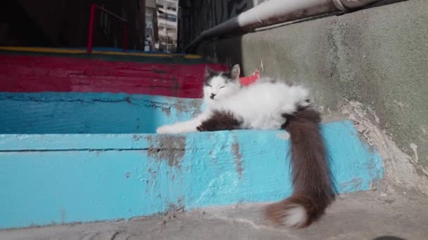 街头猫 小动物在外面休息 高质量的4K镜头 — 图库视频影像
