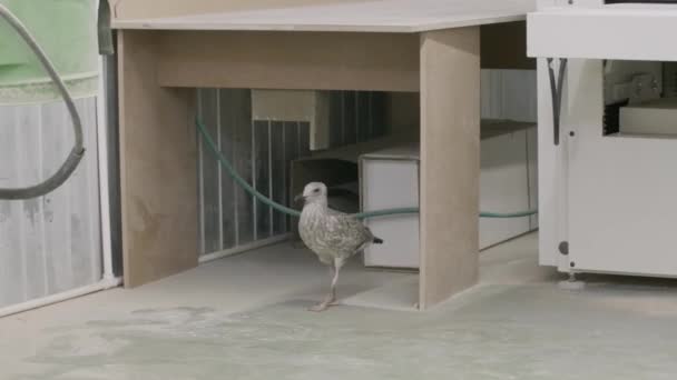 Walking Seagull Creative Big Bird Walking Street Yard House High — Stock Video