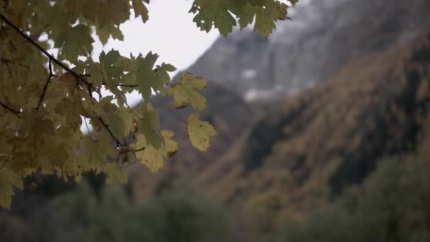 Arka Planda Ağaç Dalı Dağlar Sonbahar Manzarası Yaratıcı Sonbahar Ağacı — Stok video