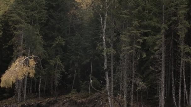Natürliche Sommersicht Kreativ Ein Waldgebiet Mit Bäumen Und Höckern Und — Stockvideo