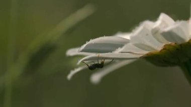 Karıncalı çiçek suyla sulanır. Yaratıcı. Karınca bahçede güzel bir çiçeğin üzerinde sürünür. Güneşli bir günde, çiçekli karınca damlası. 