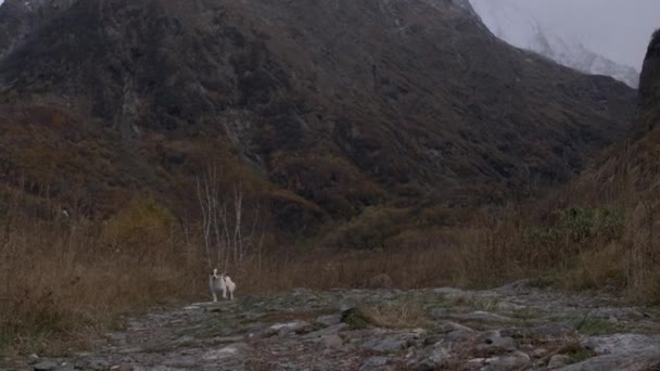 Pies Biegnie Szlakiem Górskim Kreatywny Pies Biega Górach Pochmurny Dzień — Wideo stockowe
