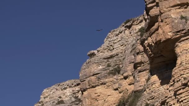 Águila Volando Las Rocas Fondo Del Cielo Azul Creativo Águila — Vídeo de stock