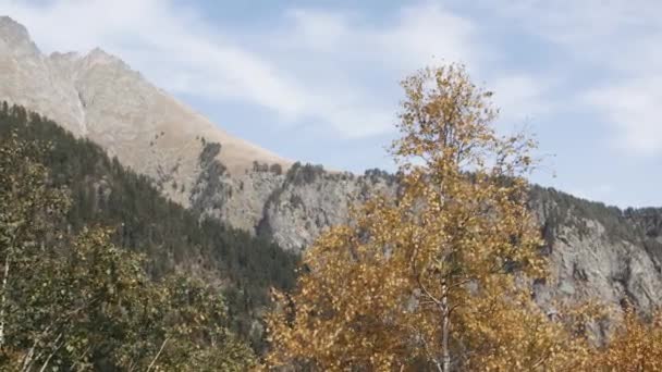Kuning Cerah Pohon Birch Musim Gugur Dan Gunung Latar Belakang — Stok Video