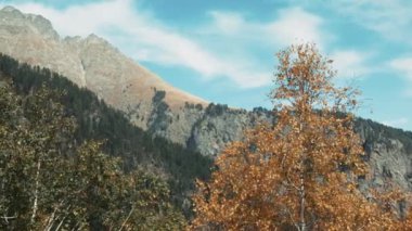 Sarı parlak sonbahar huş ağacı ve arka planda dağ. Yaratıcı. Doğal orman manzarası