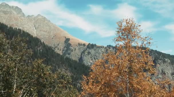 Kuning Cerah Pohon Birch Musim Gugur Dan Gunung Latar Belakang — Stok Video