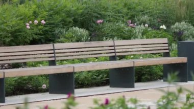Yaz günü parktaki boş banklar. Stok görüntüleri. Şehir parkında çiçek açan çalılar ve boş ahşap bir bank.