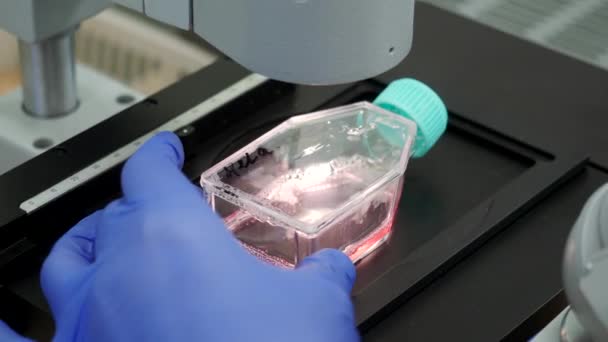 Substanță Recipient Sub Microscop Videoclipuri Jar Analiză Laborator Microscop Lichidul — Videoclip de stoc
