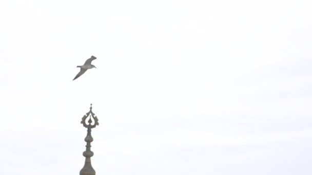 海鸥在建筑物顶部向石塔飞去 鸟儿在多云的天空中飞翔 — 图库视频影像