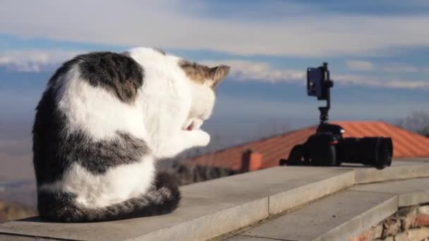 Gato Callejero Cámara Acción Hermosa Vista Del Gato Callejero Sobre — Vídeos de Stock