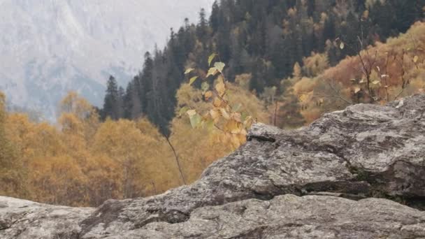 Herfst Bos Met Bergen Creatief Heldere Herfstbomen Staan Tegen Achtergrond — Stockvideo