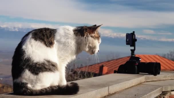 Gato Callejero Cámara Acción Hermosa Vista Del Gato Callejero Sobre — Vídeos de Stock