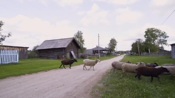Uma Manada Ovelhas Cabras Movendo Estrada Aldeia Imagens Stock Animais — Vídeo de Stock