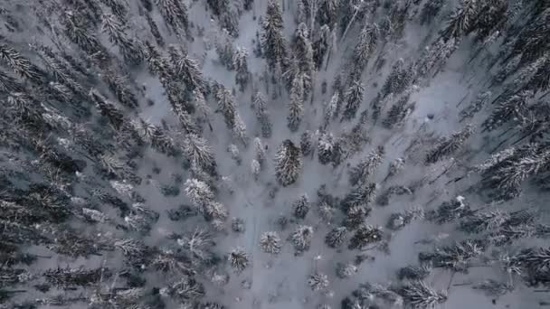 雪が覆われた冬の森の上空飛行 クリップ ドローンがタイガの上を飛ぶ — ストック動画
