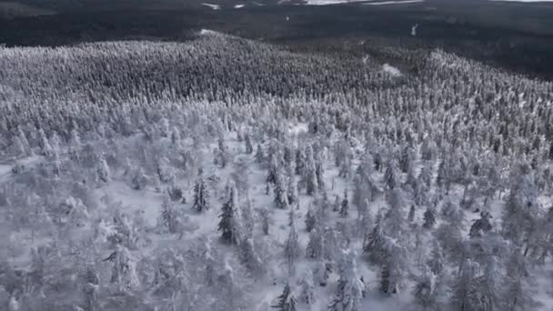 Doğal Parktaki Bir Kayak Merkezinde Kış Manzarası Şarjör Orman Vadisinin — Stok video