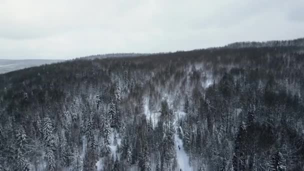 Forêt Toundra Arctique Sur Fond Ciel Lourd Clip Images Aériennes — Video