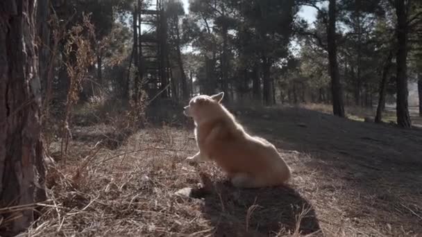 Perro Yace Bosque Día Soleado Acción Perro Callejero Está Tirado — Vídeos de Stock