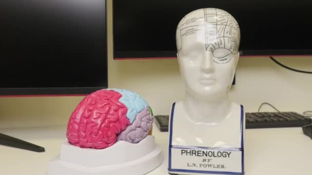 Anatomia Głowy Materiał Filmowy Model Napisami Imion Ludzkich Organów Treningu — Wideo stockowe
