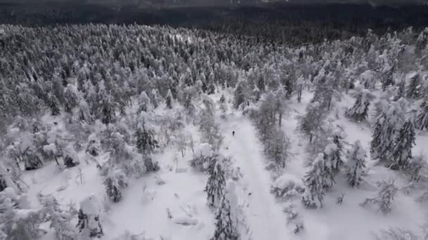 Colinas Invierno Cubiertas Nieve Día Invierno Clip Bosque Montaña Pistas — Vídeo de stock