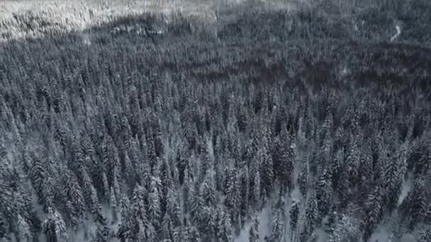 Letecký Pohled Zalesněné Údolí Zimního Dne Klip Krásný Jehličnatý Les — Stock video