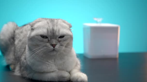 Белый Питомец Начали Маленькая Белая Кошка Лежит Рядом Маленьким Питьевым — стоковое видео