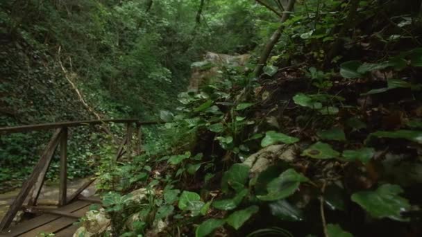 Reisender Junge Der Wald Auf Einer Holzbrücke Spaziert Kreativ Junge — Stockvideo