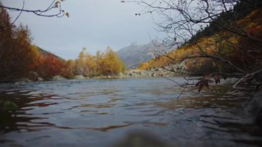 Sakin göl su yüzeyini ve arka planda sarı sonbahar ormanını kapatın. Yaratıcı. Soğuk bir nehir Sonbahar gününde