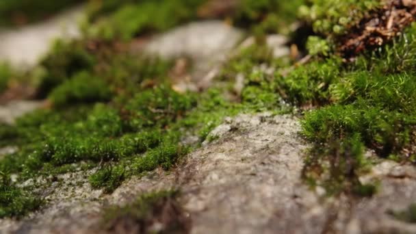 Mousse Verte Fraîche Poussant Sur Une Pierre Dans Forêt Printanière — Video