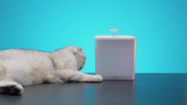 Kedi ve çeşme. Başla. İçmek için çeşmesi olan güzel beyaz kedi. Tecrit edilmiş arka planda kediler için suyu olan modern çeşmeler. Kediler için ürünler.