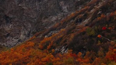 Dağlarda muhteşem renkli bir sonbahar. Kırmızı ve sarı sonbahar ağaçları, sisli dağlar ve sıcak sabah güneşi. UHD, 4K. Yüksek kalite 4k görüntü