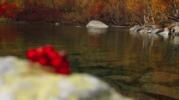 Sonbahar Ormanında Küçük Bir Göl Yaratıcı Berrak Bir Göleti Parlak — Stok video