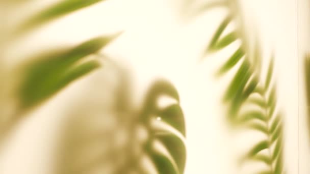 热带棕榈叶在白墙背景上 库存录像 绿叶美丽的墙纸 — 图库视频影像